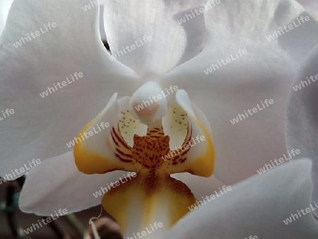 Orchideenblüte I (Engel)