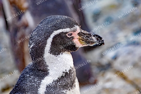 Mein Freund der Pinguin