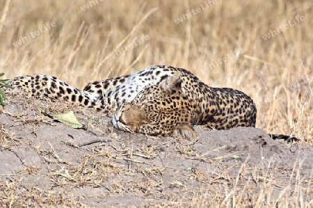 Serie - Leopard wird wach 1 - Tief und Fest