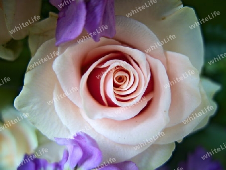 Die weiss-rosa Rose