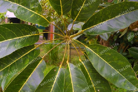 Strahlenaralie - Schefflera actinophylla