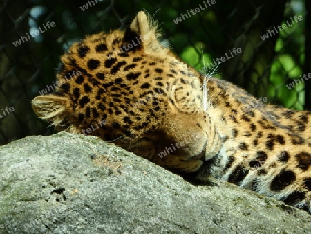 Schlafender Leopard