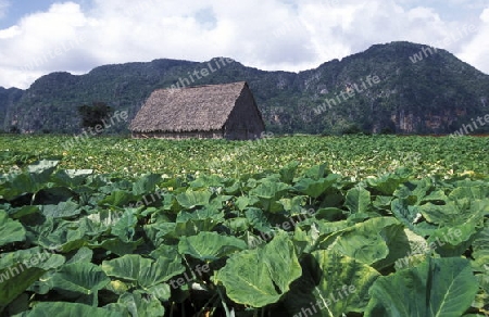 the landscape near the village of Vinales on Cuba in the caribbean sea.