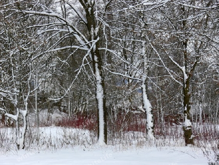 Wald im Winter 3