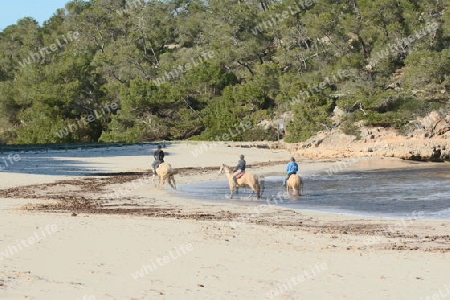 Pferde und Reiter am Strand