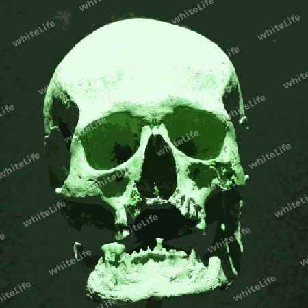 Skull 004