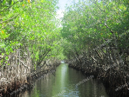 Natur Everglades