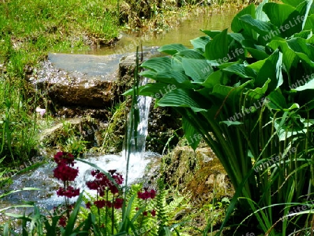 Bachlauf im Garten mit kleinem Wasserfall und Gr?npflanzen
