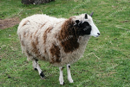 An Adolescent four horn sheep on a green field  