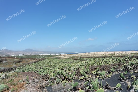 Opuntienfelder auf Lanzarote