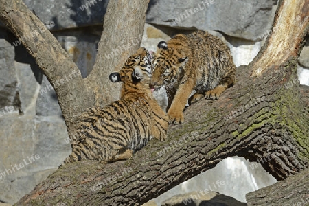 Hinterindischer oder Indochina Tiger (Panthera tigris corbetti) Jungtiere, Tierpark Berlin, Deutschland, Europa