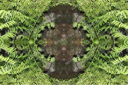 Farnblatt Kaleidoskop