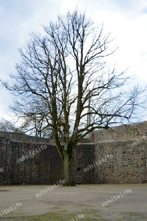 Burg Frankenstein Baum