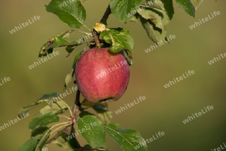 Roter Apfel am Ast