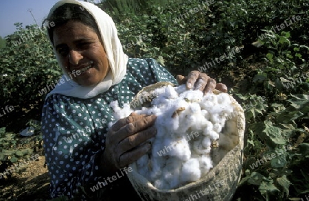 Ein Frau bei der Ernte von Baumwolle bei Aleppo im Norden von Syrien im Mittleren Osten in Arabien.