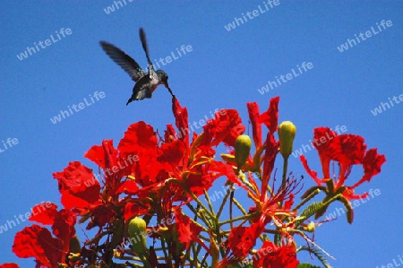 Kolibri auf Flammenbaum