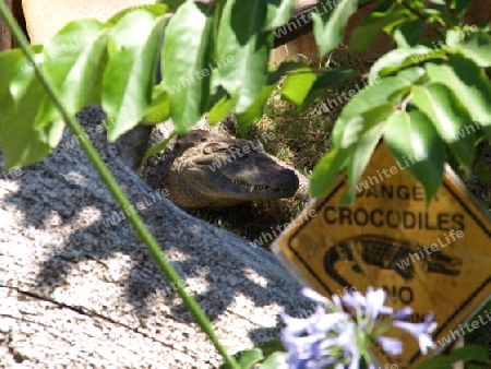 Danger Crocodiles