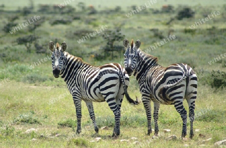 Zebras im Massai Mara, Kenia