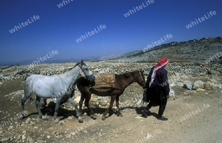 Ein Bauer mit Pferden bei Aleppo im Norden von Syrien im Mittleren Osten in Arabien.