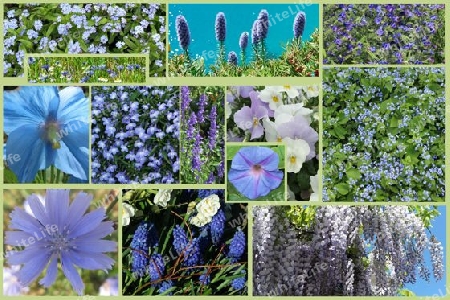 Blue flowers, collage