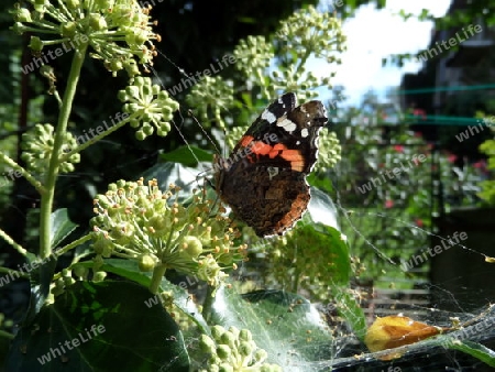 stolzer Schmetterling