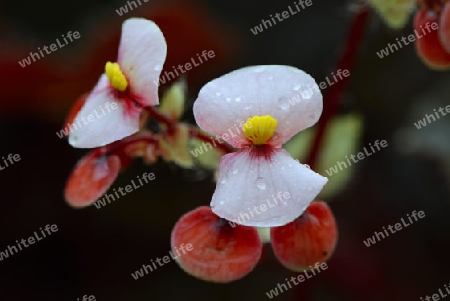 Bl?te der Wimpern-Begonie (Begonia bowerae), Vorkommen Mittelamerika