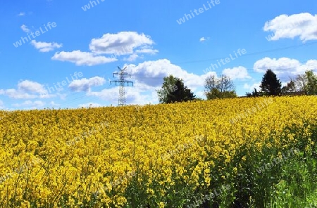 Yellow field of flowering rape and tree against a blue sky with clouds, natural landscape background with copy space, Germany Europe.