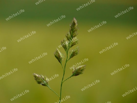 Ein Gras P1260586-2