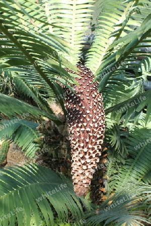Palmenzapfen