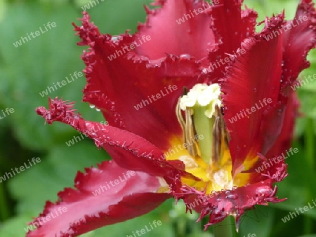 Rote Tulpe mit Regentropfen 4