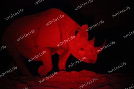 Nashorn bei Nacht