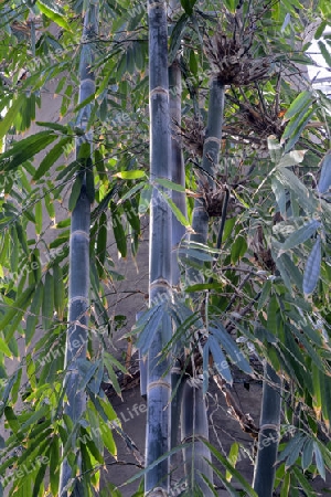 Riesenbambus (Dendroculamus giganteus), Vorkommen Asien