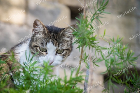 Katze in Gr?npflanze