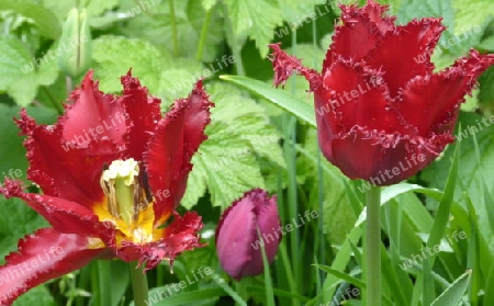 Rote Tulpen mit Regentropfen 1