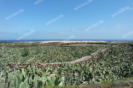 Opuntienfelder auf Lanzarote