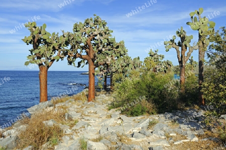Baum Opuntie ( Opuntia echios),  Insel Santa Fe, Galapagos, Unesco Welterbe,  Ecuador, Suedamerika