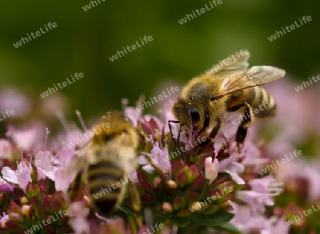 Honigbiene auf Oregano