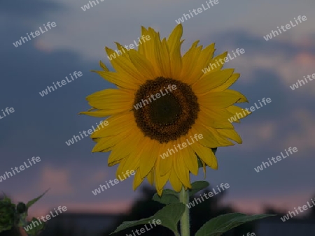 Sonnenblume in der Abendsonne