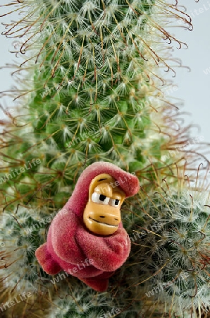 Affe auf Kaktus