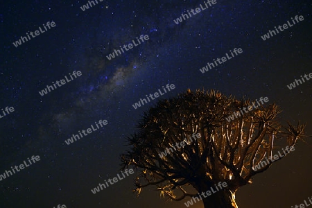 Milchstrasse mit K?cherbaum oder Quivertree (Afrikaans: Kokerboom,  Aloe dichotoma) Nachtaufnahme , Keetmanshoop, Namibia, Afrika
