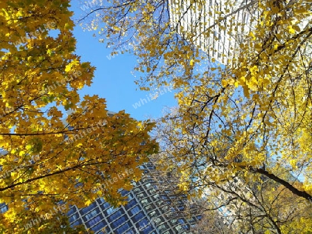 Herbst in Toronto