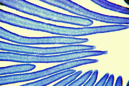 Champignon (Agaricus bisporus) 250 fach vergr?ssert im Mikroskop