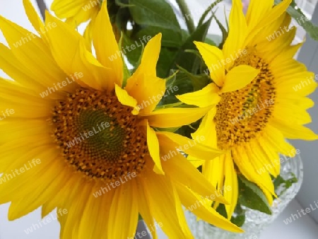 Sonnenblumen im Haus