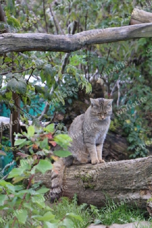 Wildkatze auf Baumstamm sitzend (zum Boden blickend)