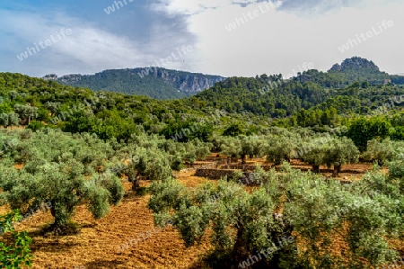 Olivenhain auf Mallorca