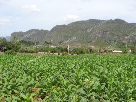 Kuba. Tabakfeld bei Pinar del Rio