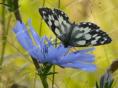 Schmetterling auf Wegwarte P1230630