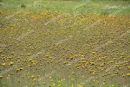 gelbes Blumenmeer