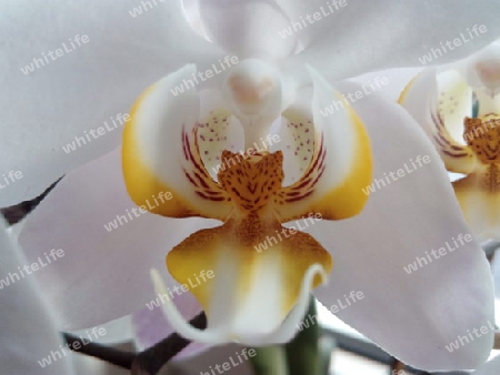 Orchideenblüte VII (Engel)