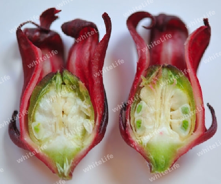 Roselle - Hibiscus sabdariffa